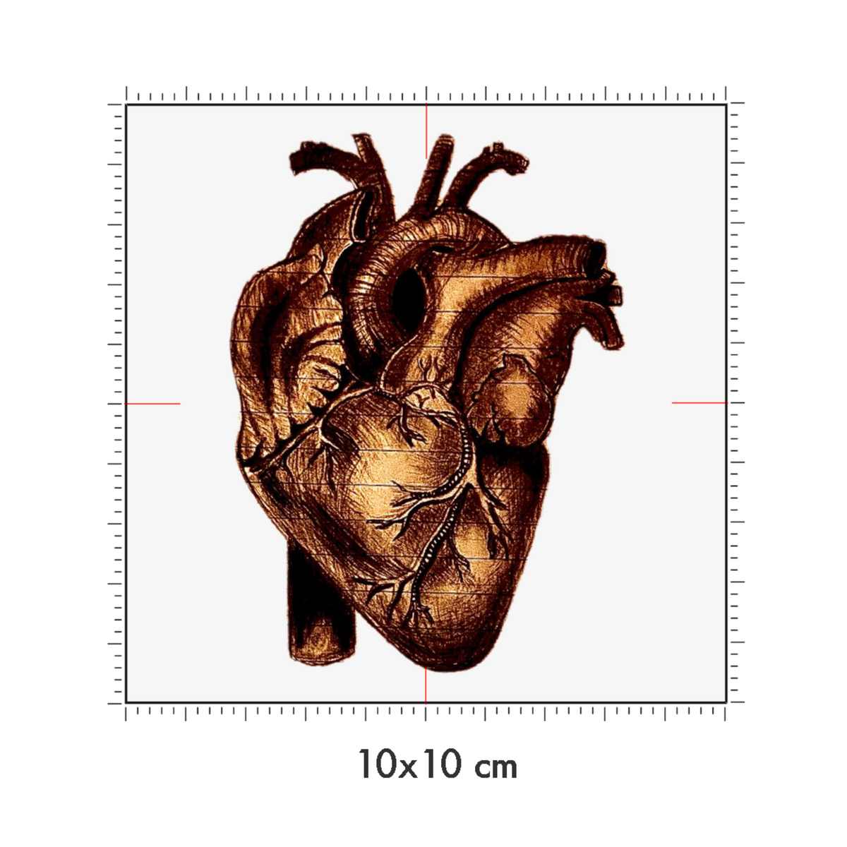 10 x 10 cm