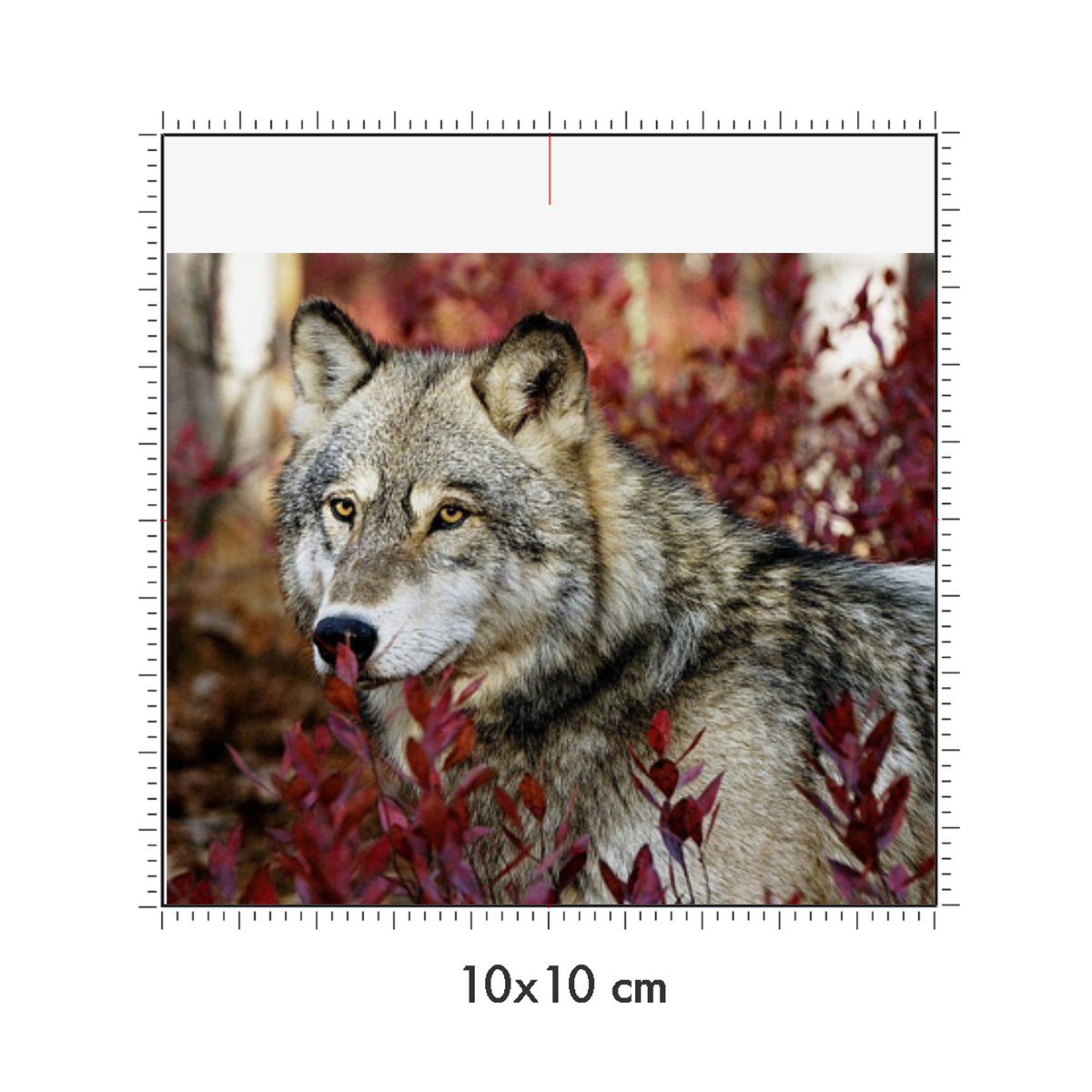 10 x 10 cm