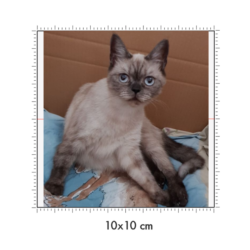 10 x 10 cm