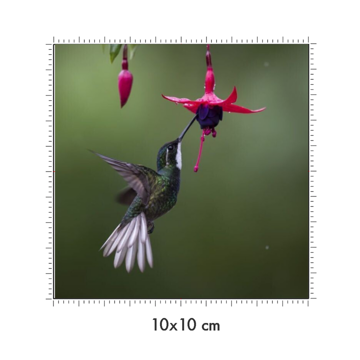 10 x 10 cm