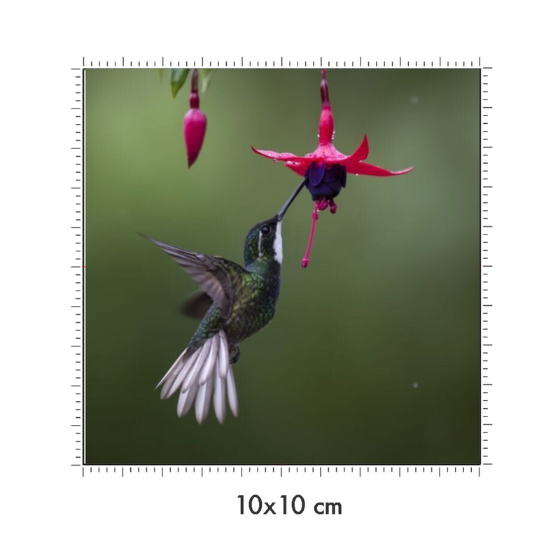 10 x 10 cm