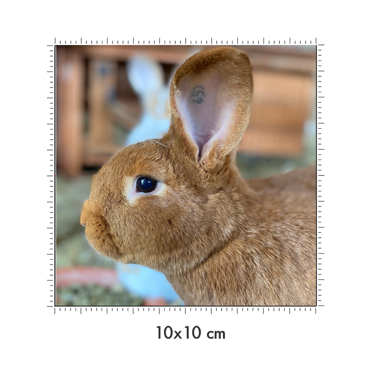 10 x 10 cm
