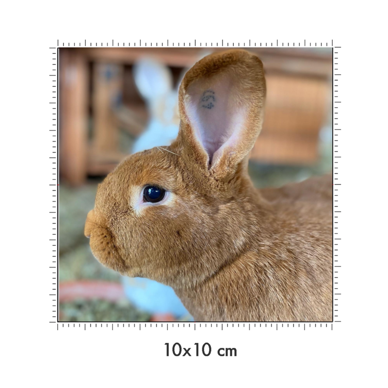 10 x 10 cm