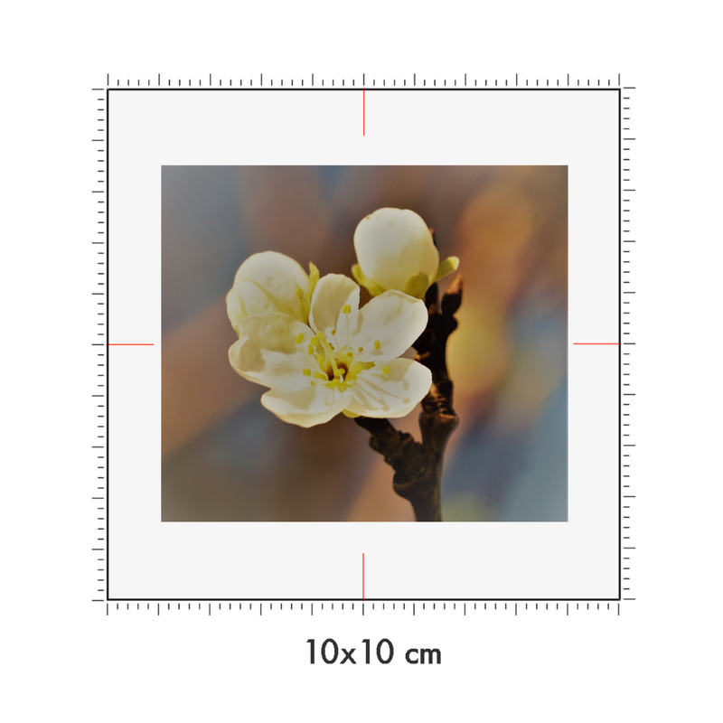 10 x 10 cm