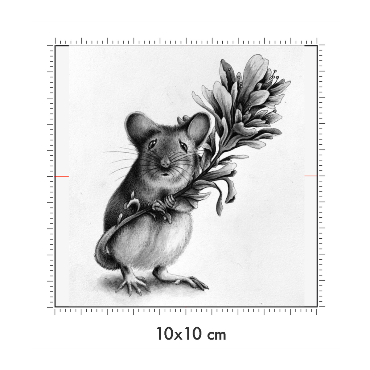 10 x 10 cm