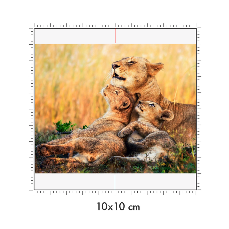 10 x 10 cm