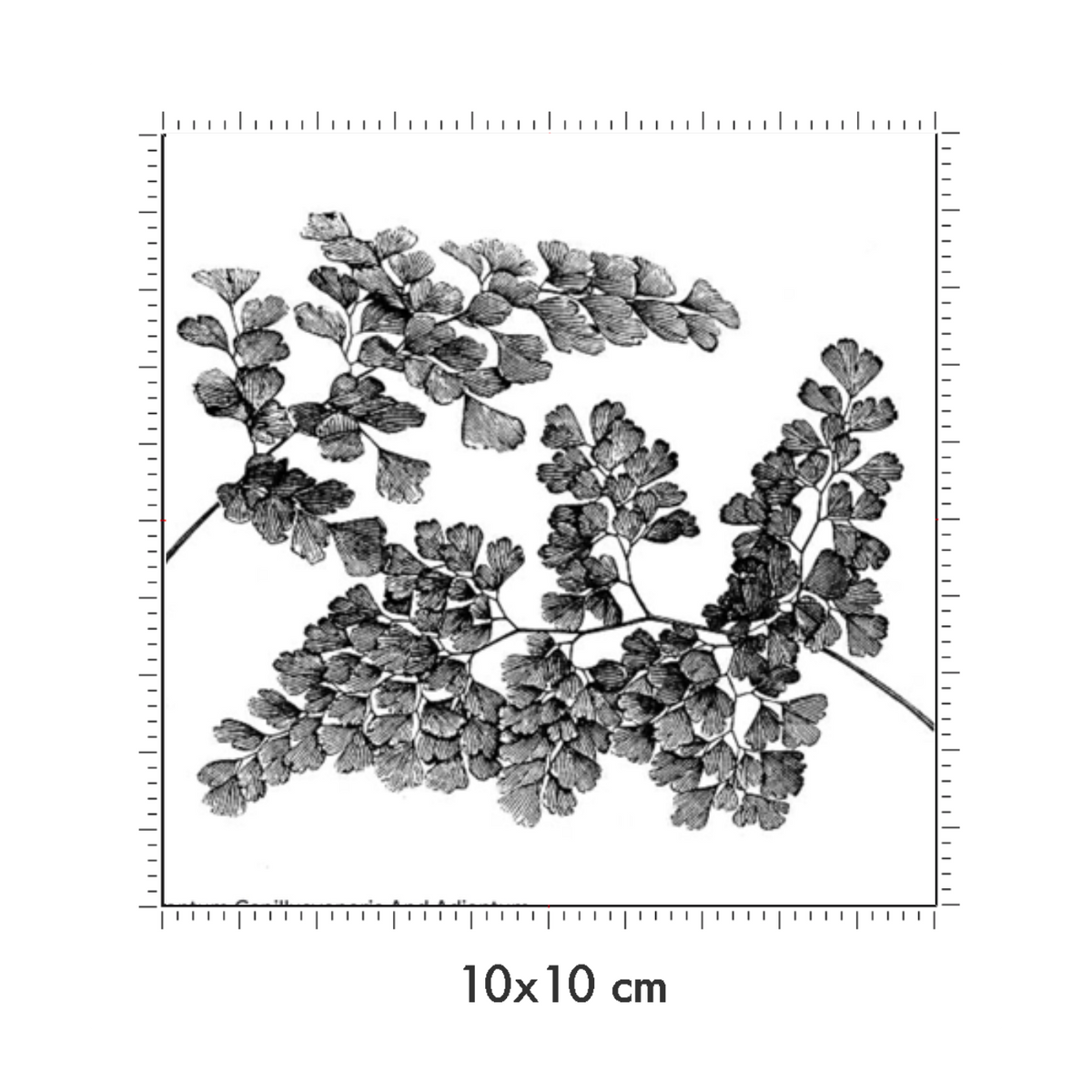 10 x 10 cm