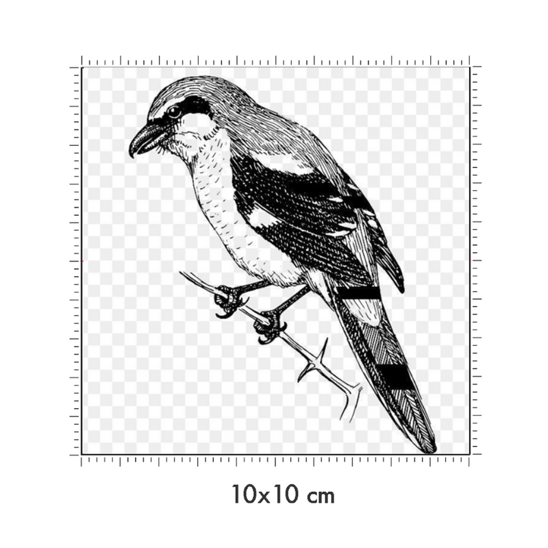 10 x 10 cm
