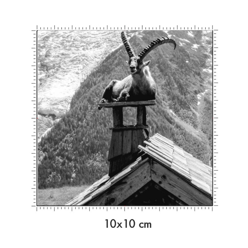 10 x 10 cm