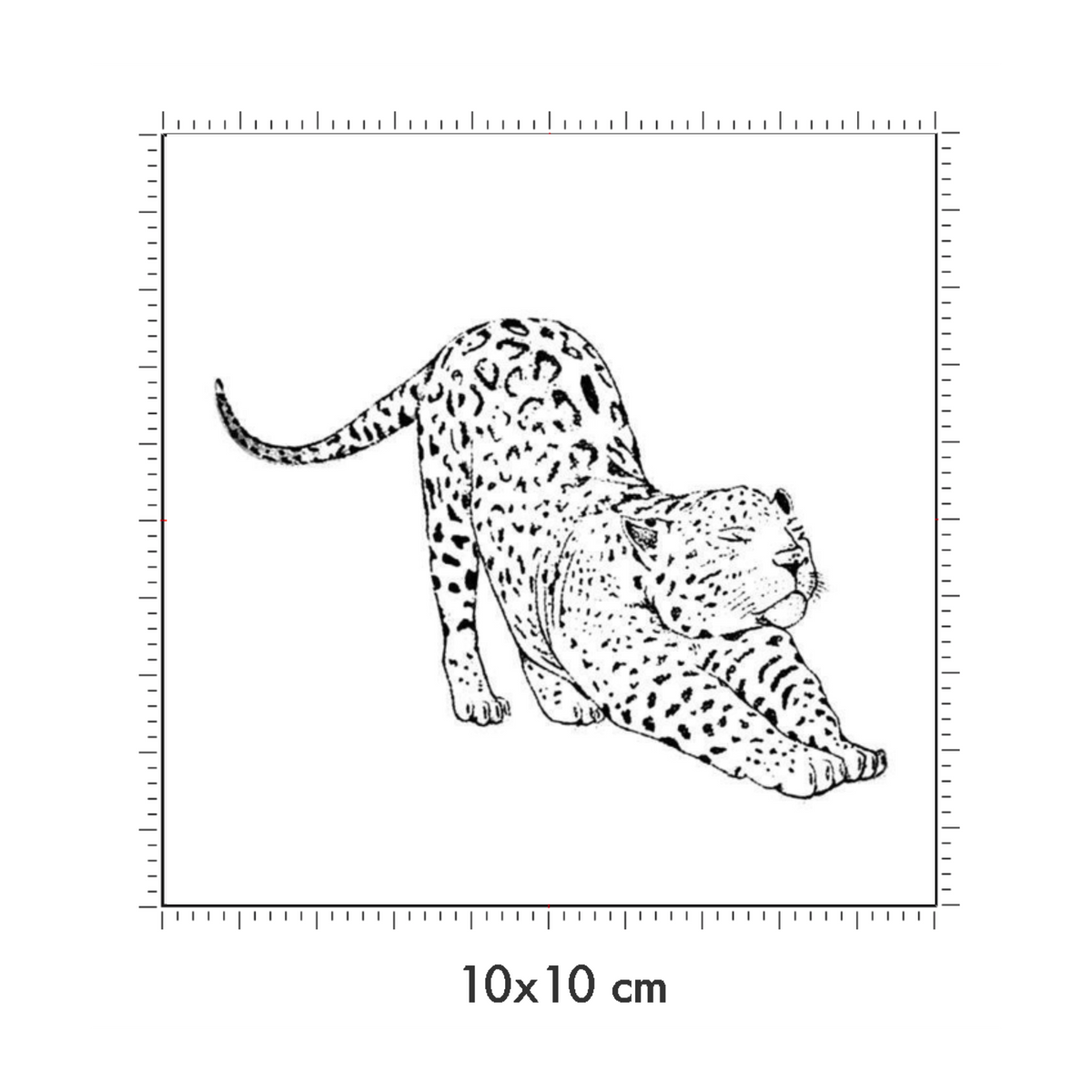 10 x 10 cm