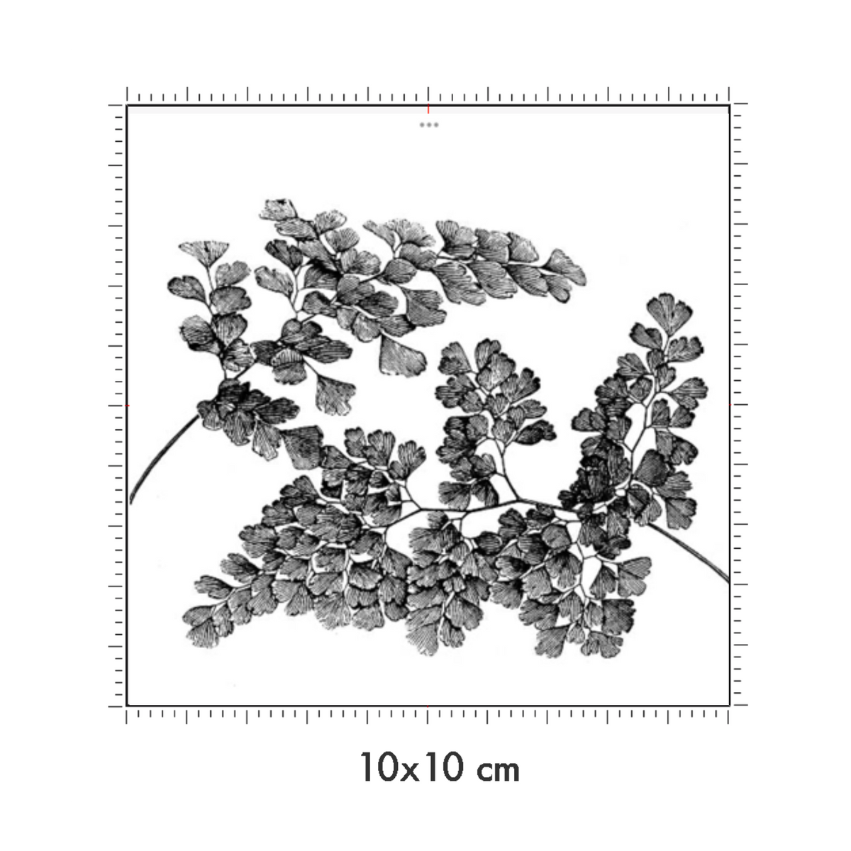 10 x 10 cm